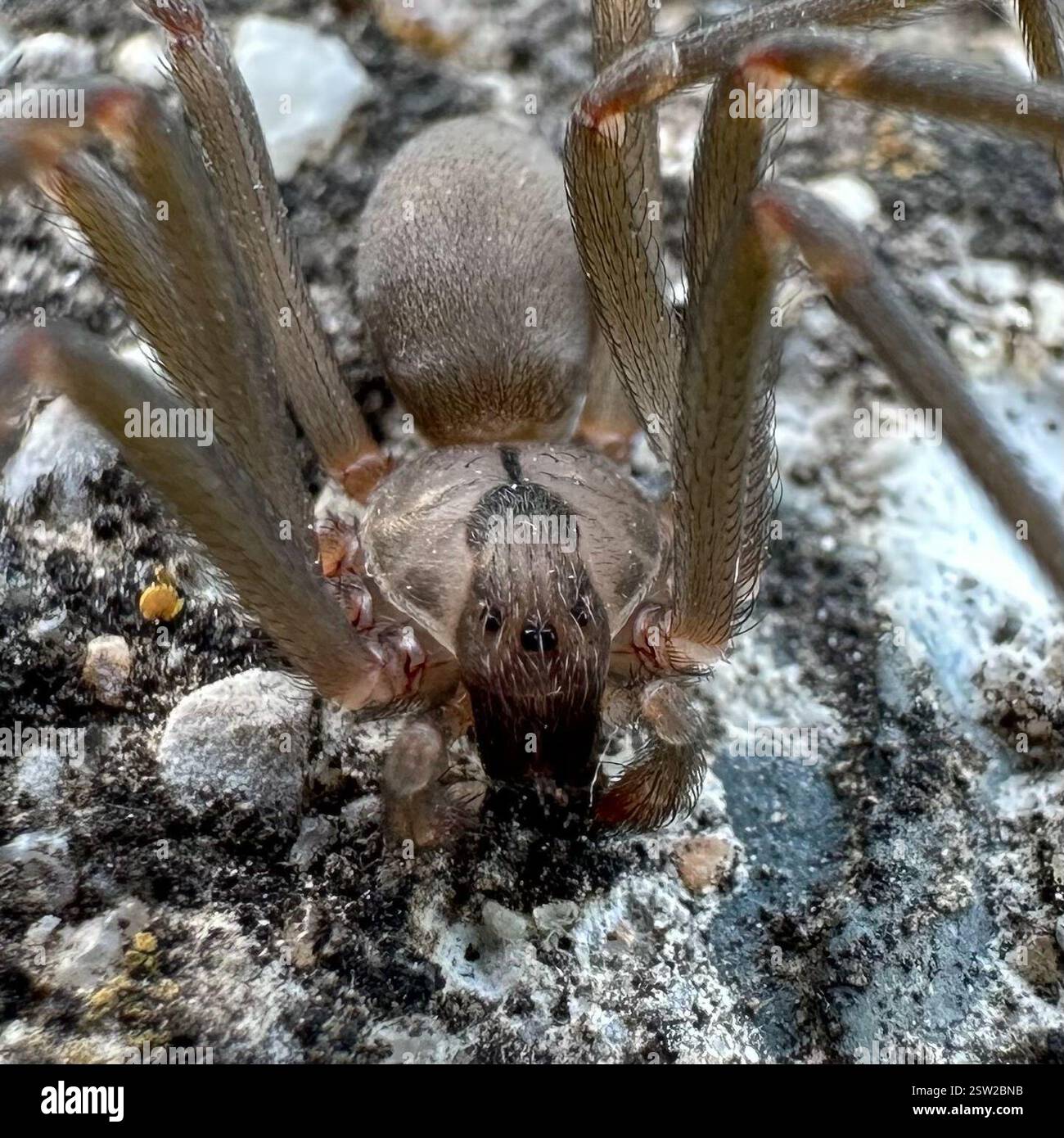 Recluse brune (Loxosceles reclusa), Arachnida, Kentucky, États-Unis Banque D'Images