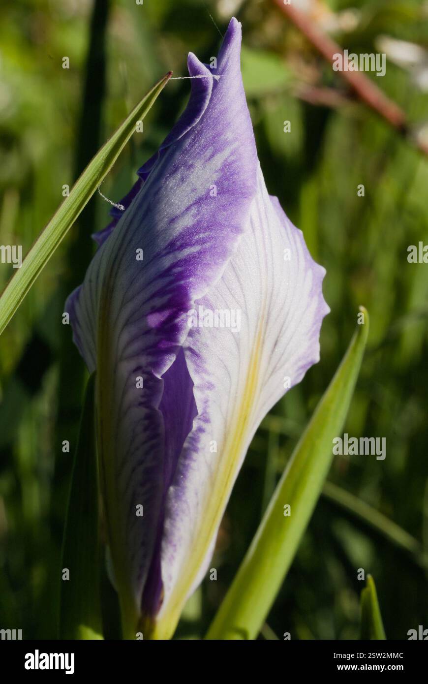 Iris de l'Oregon (Iris tenax), Plantae, Comté de Benton, OREGON, États-Unis Banque D'Images