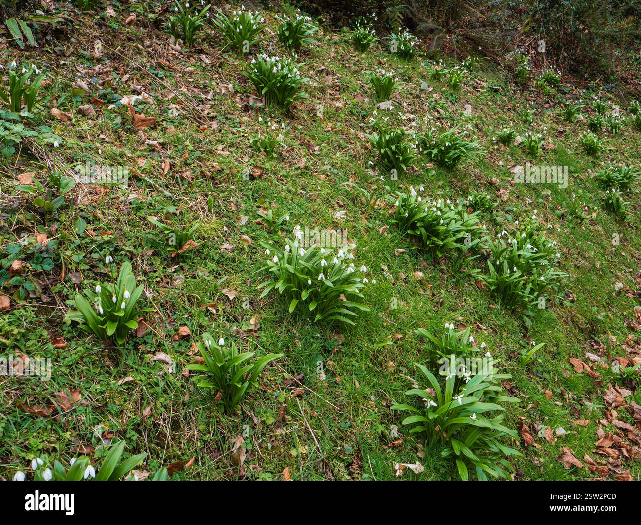 Mottes de la goutte de neige à floraison hivernale, Galanthus woronowii, sur une rive herbeuse au Garden House, Devon, Royaume-Uni Banque D'Images