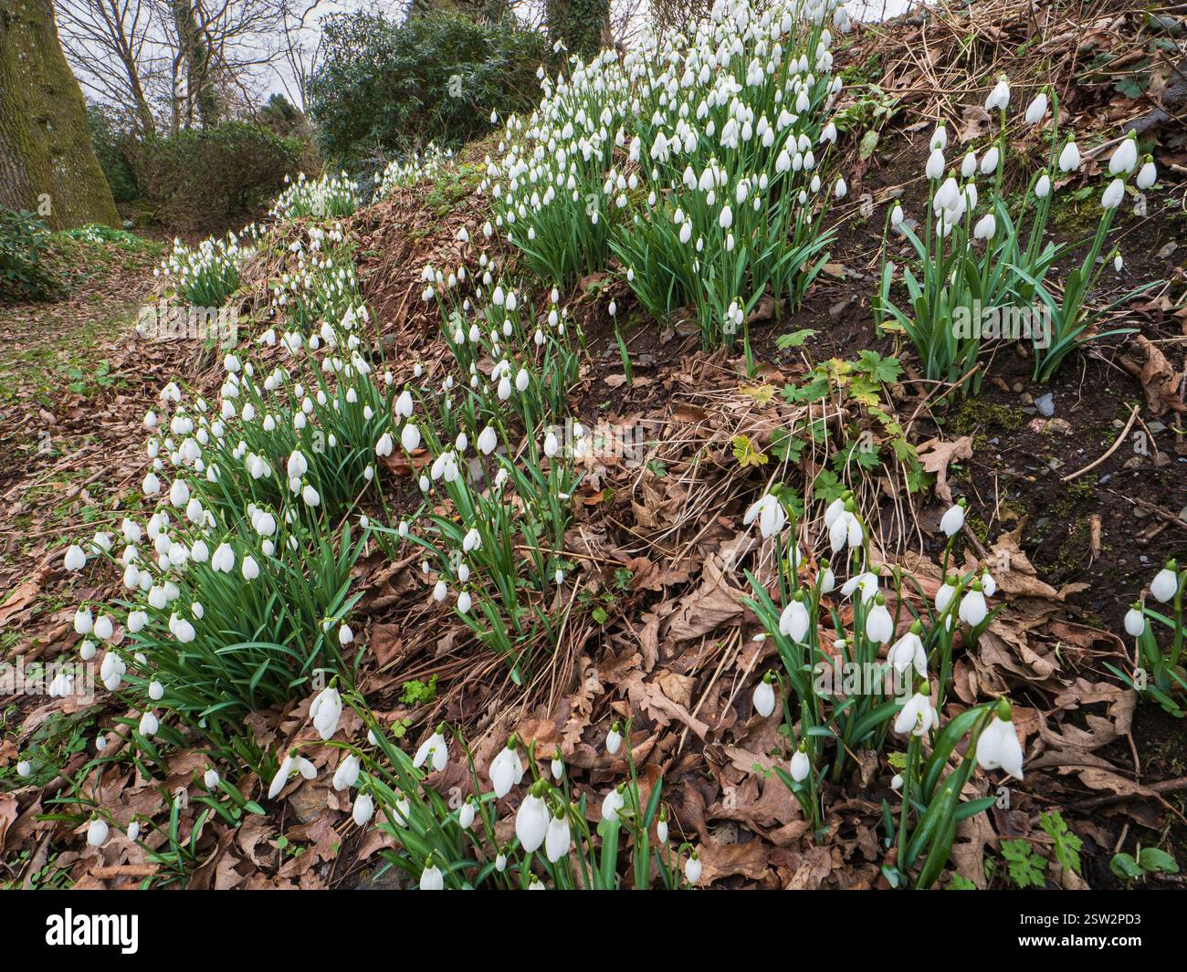 Gouttes de neige massées, Galanthus 'S Arnott' sur une rive ombragée au Garden House, Buckland Monachorum, Devon, Royaume-Uni Banque D'Images