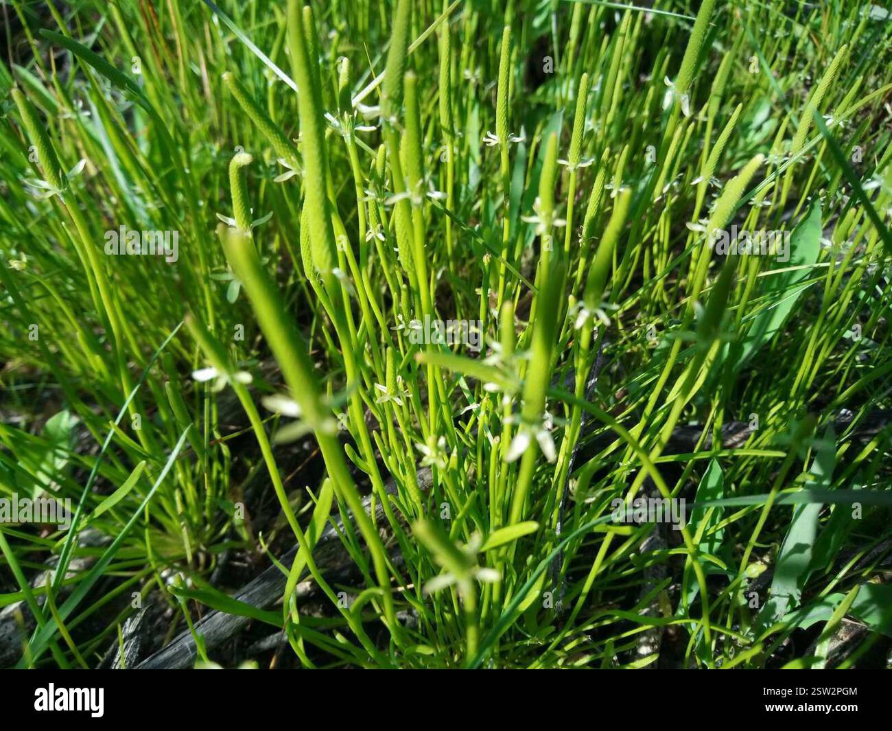 Petite queue de mousette (Myosurus minimus), Plantae, Ильинка, Днепропетровская область, Украина, 52314 Banque D'Images