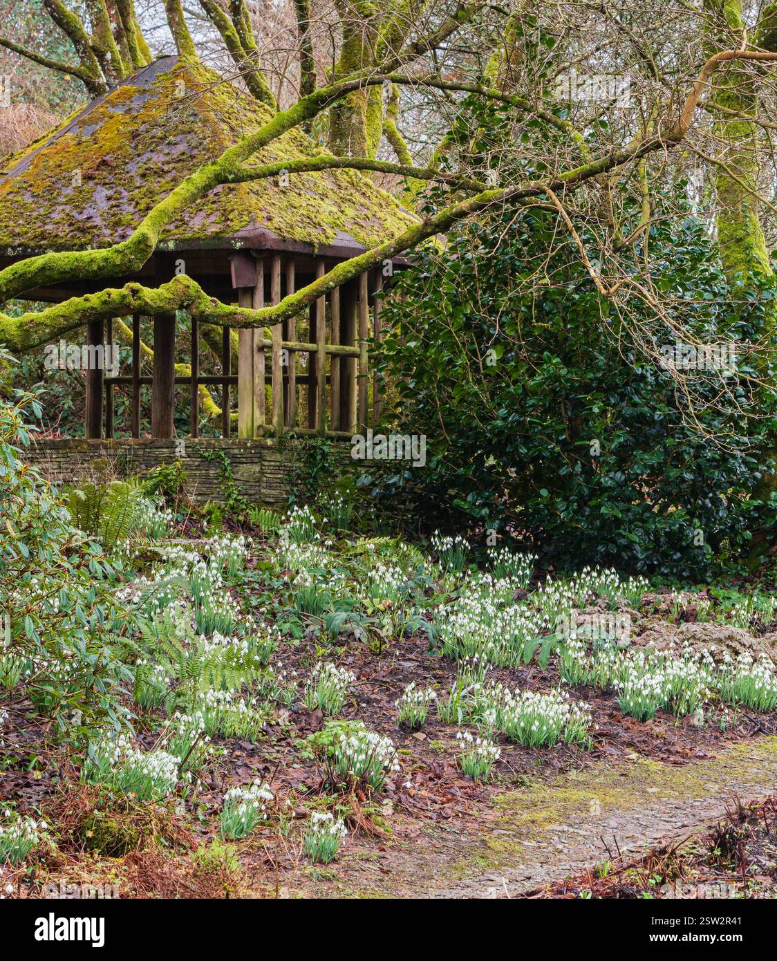 Des gouttes de neige, principalement Galanthus 'S Arnott' devant une maison d'été au Garden House, Buckland Monachorum, Devon, Royaume-Uni Banque D'Images