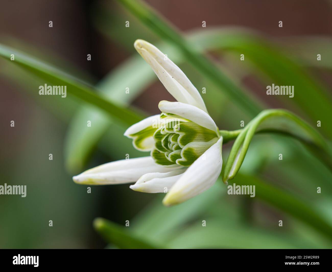 Fleur semi-double affichée horizontalement de la goutte de neige rustique inhabituelle, Galanthus 'Starling' Banque D'Images