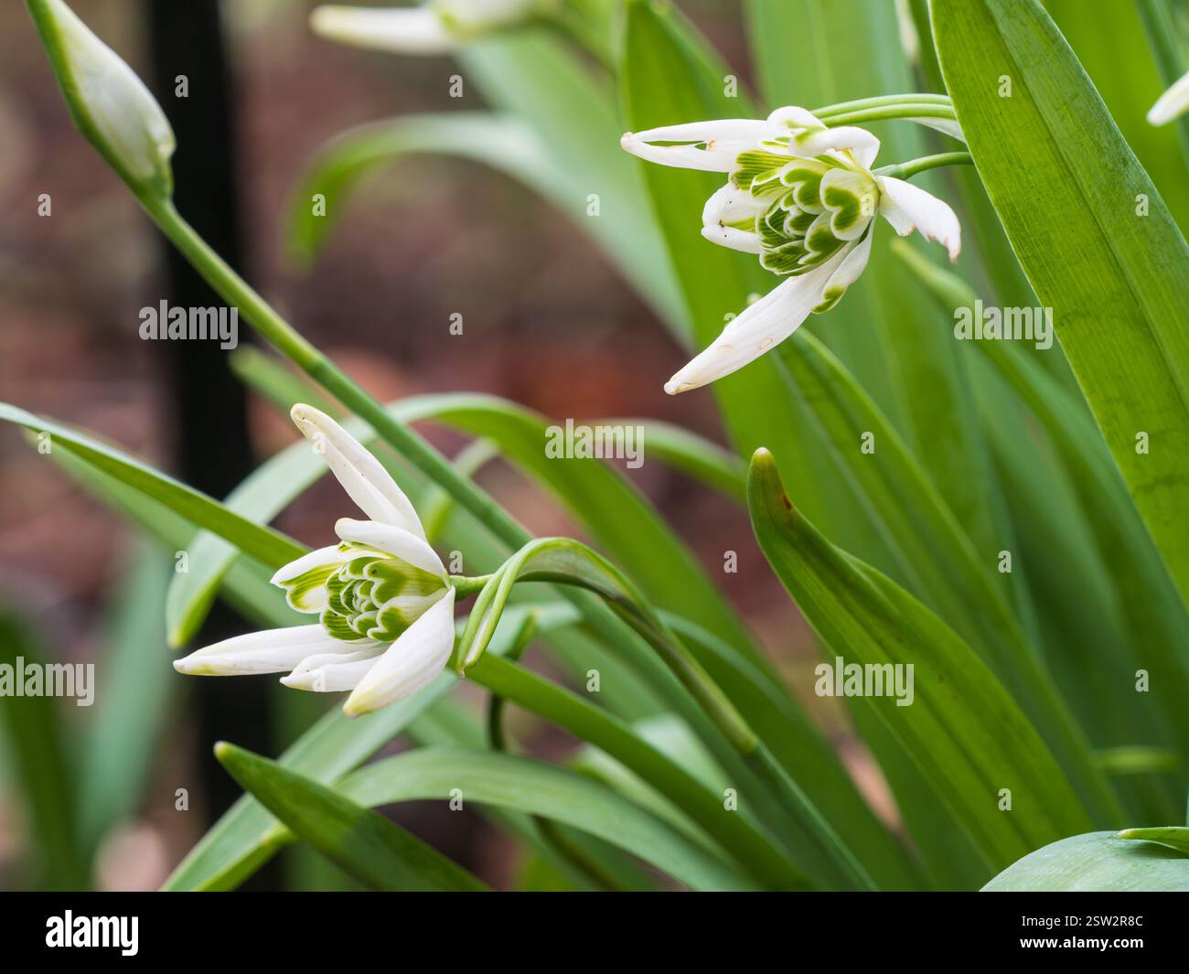 Fleur semi-double affichée horizontalement de la goutte de neige rustique inhabituelle, Galanthus 'Starling' Banque D'Images
