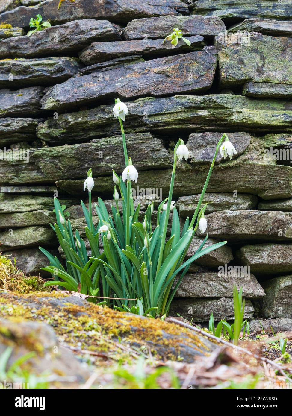 Fleurs blanches de février de la rude goutte de neige double émergeant à la base d'un cairn de pierre Banque D'Images