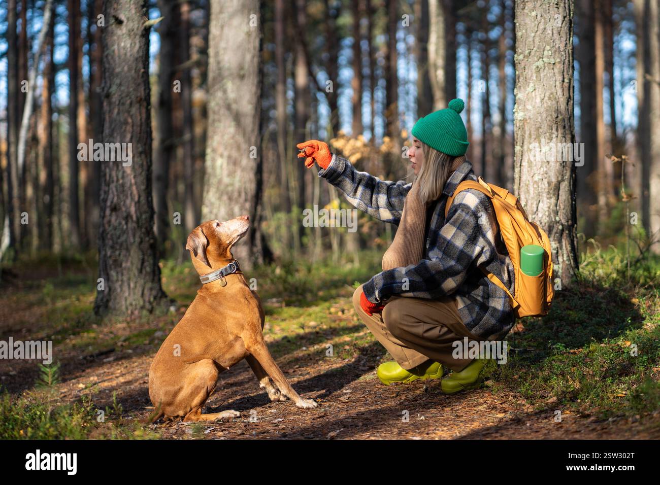 Femme ciblée propriétaire de chien formation intéressé animal magyar vizsla tout en marchant dans le parc forestier d'automne chaud Banque D'Images