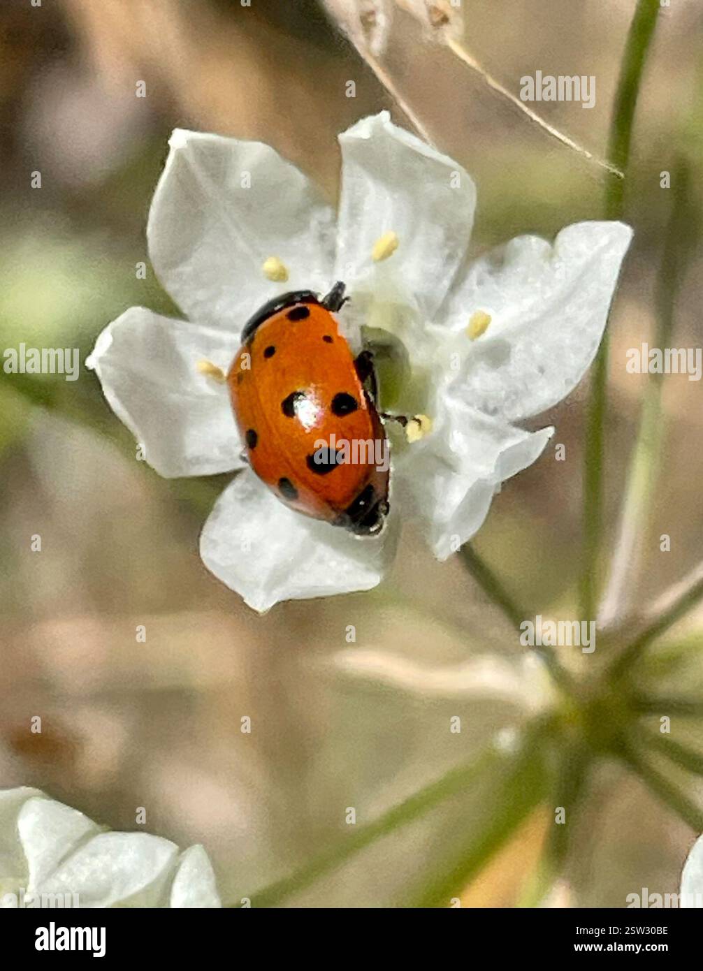 Convergent Lady Beetle (Hippodamia convergens), Insecta, Fort Ord National Monument, Salinas, CA, US, Link to White Brodiaea (Triteleia hyacinthina) observation https://www.inaturalist.org/observations/169181774 la clé de l'évaluation des Lady Beetles est de voir et photographier l'extrémité avant pour voir les motifs sur la tête et le pronotum (devant les ailes). Le coccinelle convergente (Hippodamia convergens) appartient au genre oblong Lady Beetles (Hippodamia). Cette espèce a deux lignes blanches convergentes distinctives sur le front (pronotum). Le nombre de points noirs est variable. C'est l'un des plus courants Banque D'Images