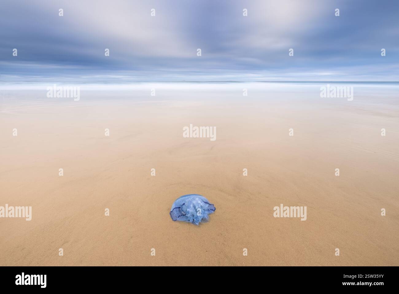 Une méduse sur une plage de la Côte d'Opale en France avec des vagues en arrière-plan et des nuages dans le ciel - image de voyage Banque D'Images