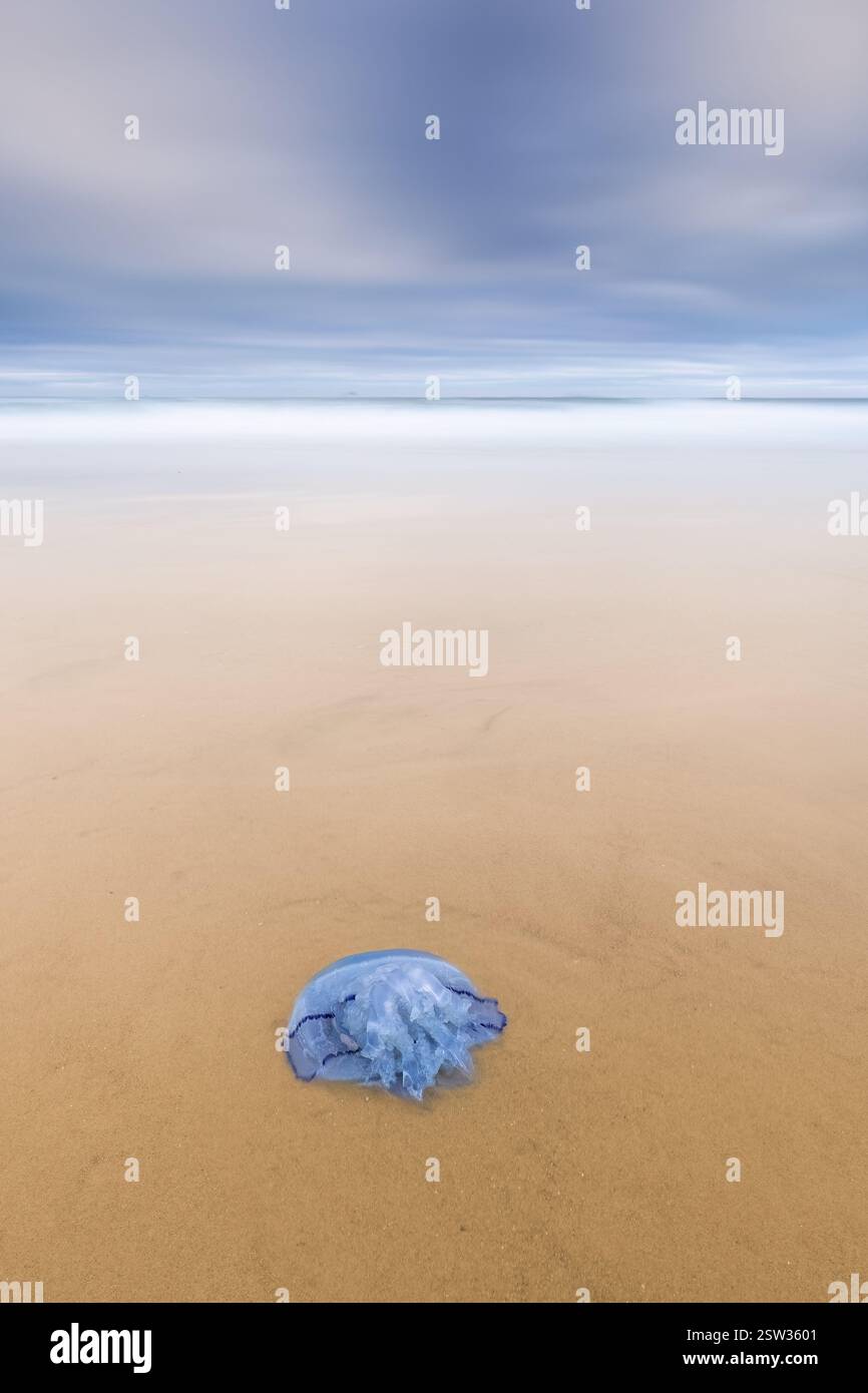 Une méduse sur une plage de la Côte d'Opale en France avec des vagues en arrière-plan et des nuages dans le ciel - image de voyage Banque D'Images