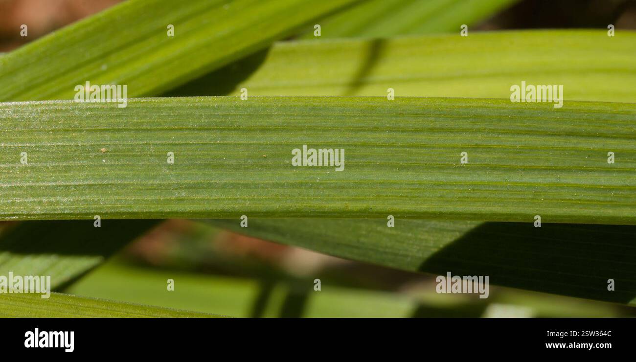 Iris de l'Oregon (Iris tenax), Plantae, Comté de Benton, OREGON, États-Unis Banque D'Images