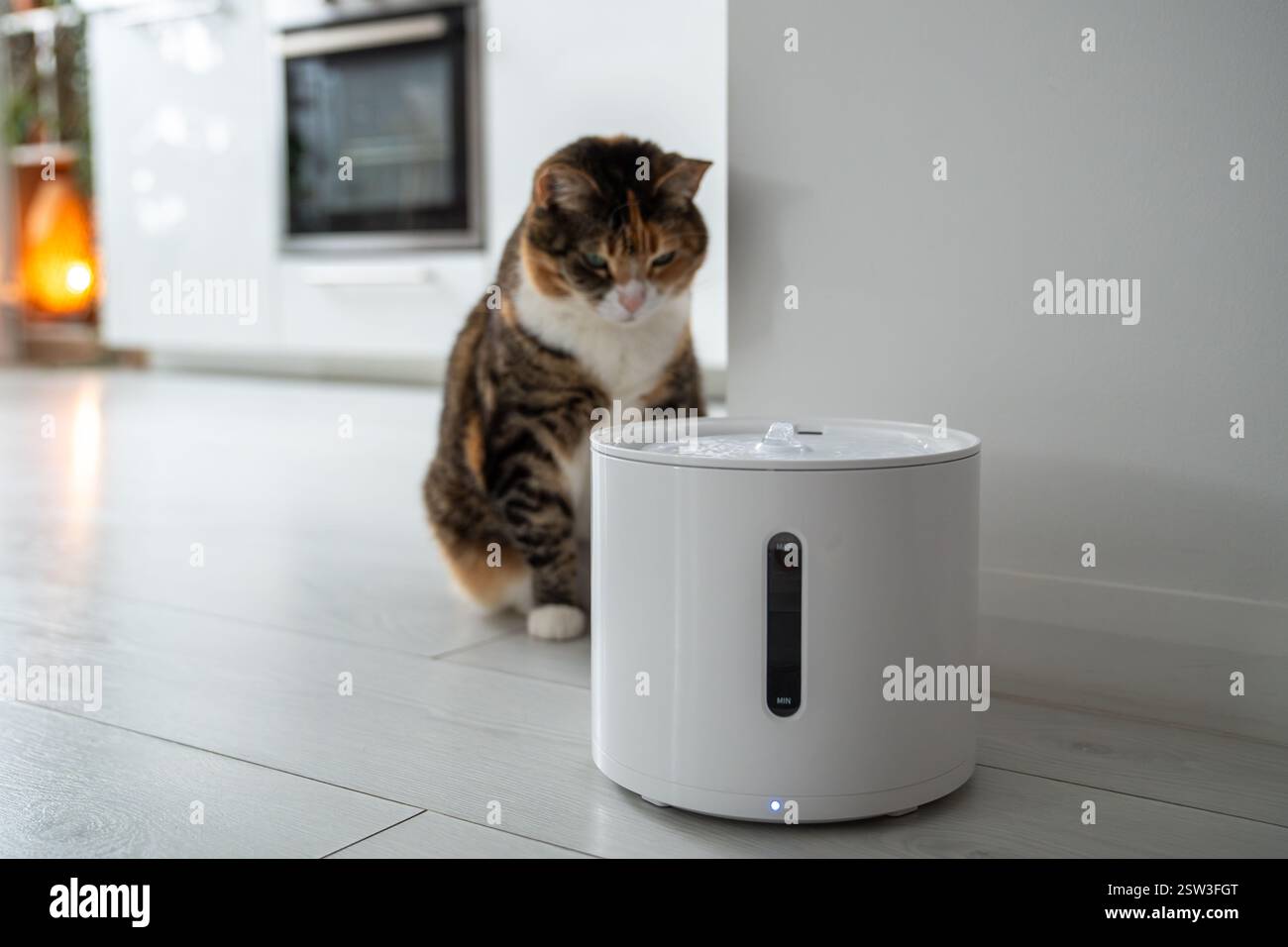 Le chat curieux regarde la fontaine à boire intelligente que les propriétaires lui ont acheté pour prévenir les maladies des voies urinaires Banque D'Images