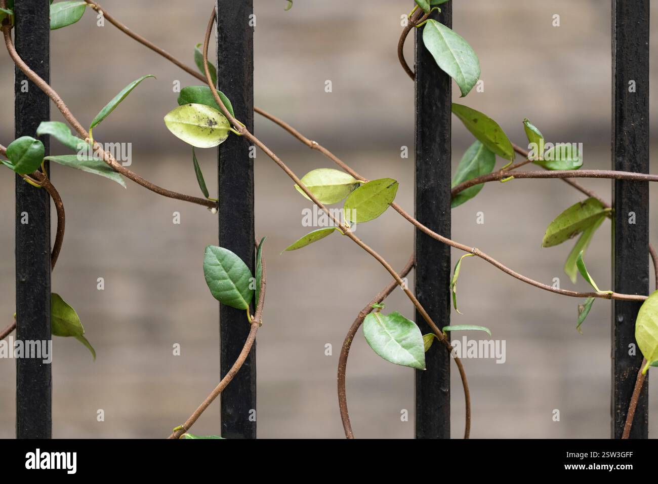 Les vignes (probablement un type de jasmin) grimpent une clôture en métal noir dans une ville. Probablement Londres, Angleterre. Banque D'Images