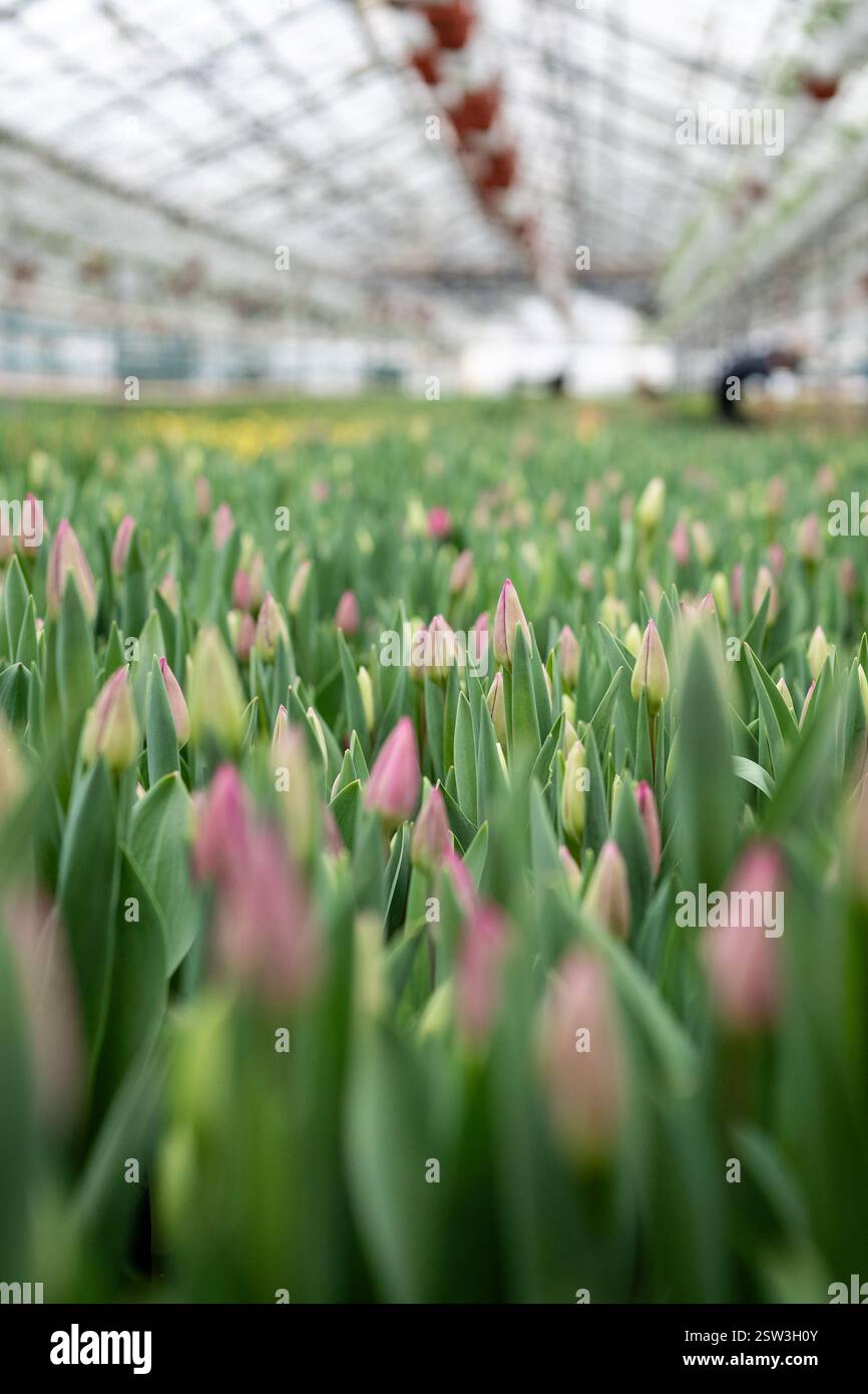 Plantation de tulipes cultivées en serre industrielle prêtes pour la cueillette. Agro-industrie, entreprise florale Banque D'Images Plantation de tulipes cultivées en serre industrielle prêtes pour la cueillette. Agro-industrie, entreprise florale Banque D'Images