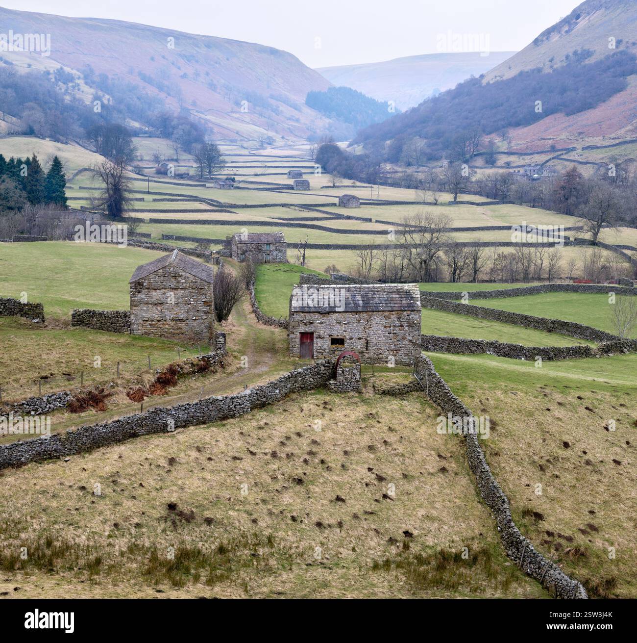 Swaledale près du village de Muker, avec des granges de champ traditionnelles Yorkshire Dales et des murs de pierres sèches proéminents dans le paysage. Banque D'Images