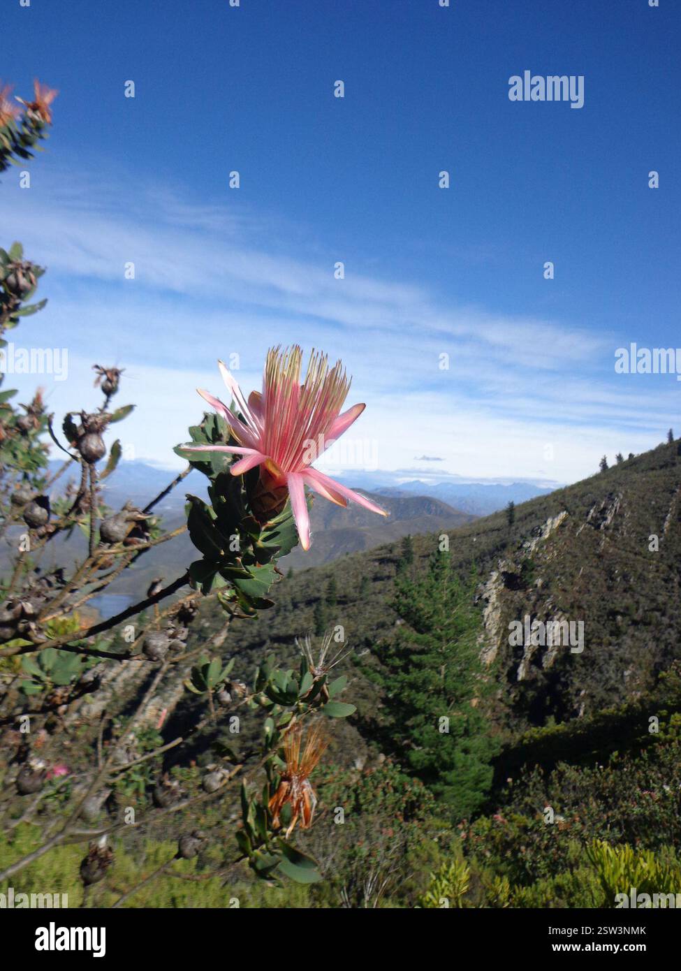 Commune de Shuttlecock Sugarbush (Protea aurea aurea), Plantae, Arangieskop, Robertson, Afrique du Sud, beaucoup de ceux-ci aussi. Vraiment jolie. La plupart ont passé leur meilleur spectacle. Banque D'Images