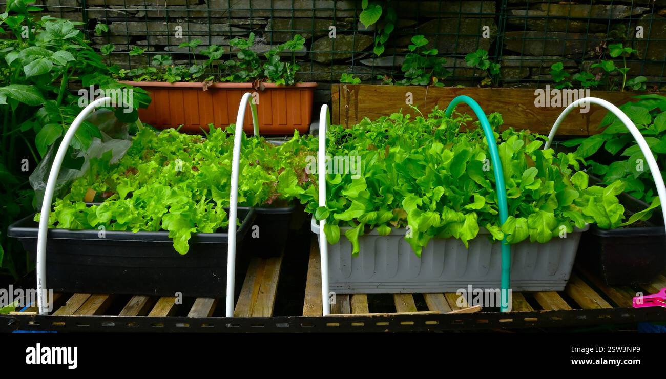 Variétés de laitue à feuilles vertes poussant dans des auges en plastique avec des cerceaux pour supporter le filet ou les feuilles de plastique transparent. Banque D'Images