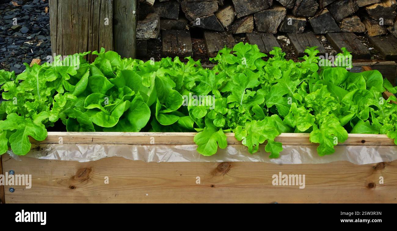 Laitue poussant dans des récipients, saladier et variétés mélangées. Banque D'Images