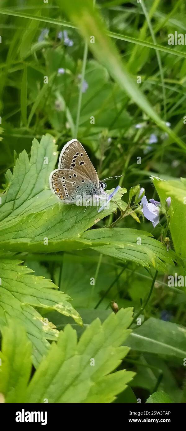 Geranium Argus (Eumedonia eumedon), Insecta, Свердловская обл., Россия, 624445 Banque D'Images