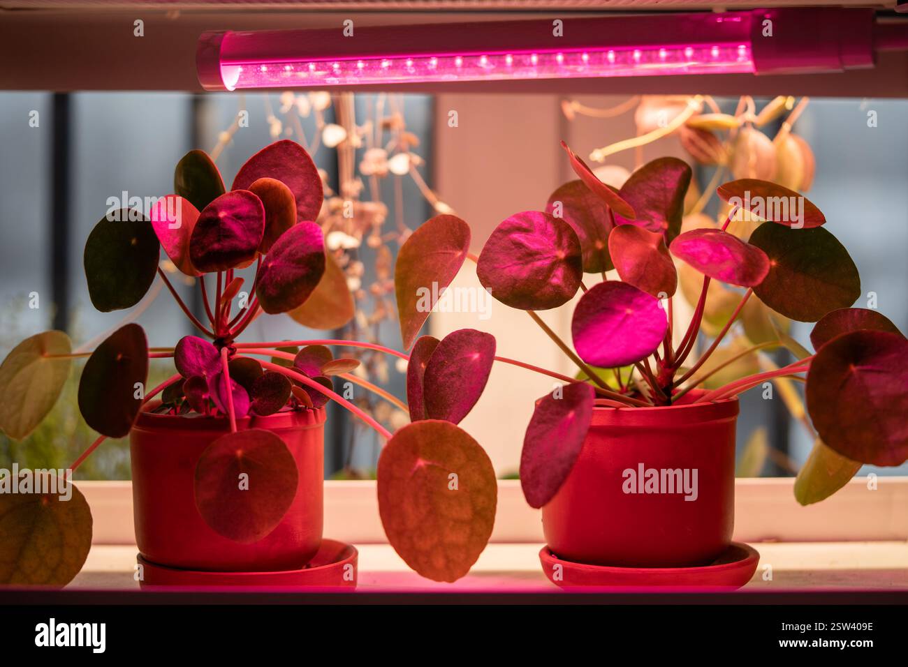 Pilea Peperomioides sous lampe phyto à la maison. Lampe LED rose pour éclairage supplémentaire de la plante Banque D'Images