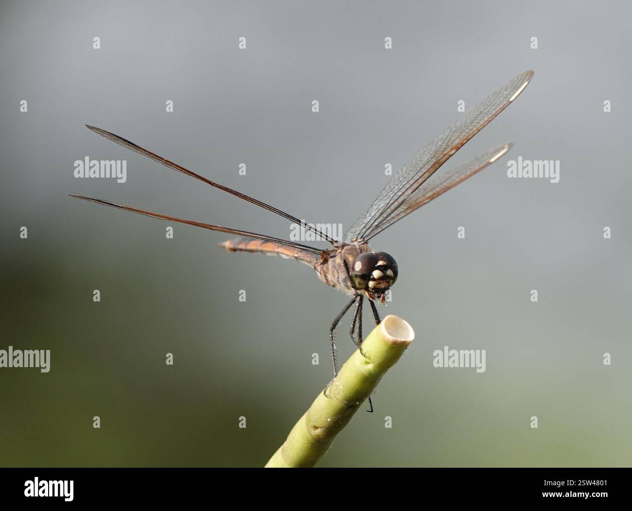 Pennant à quatre taches (Brachymesia gravida), Insecta, Sarasota, FL, États-Unis, champs de céleri Banque D'Images