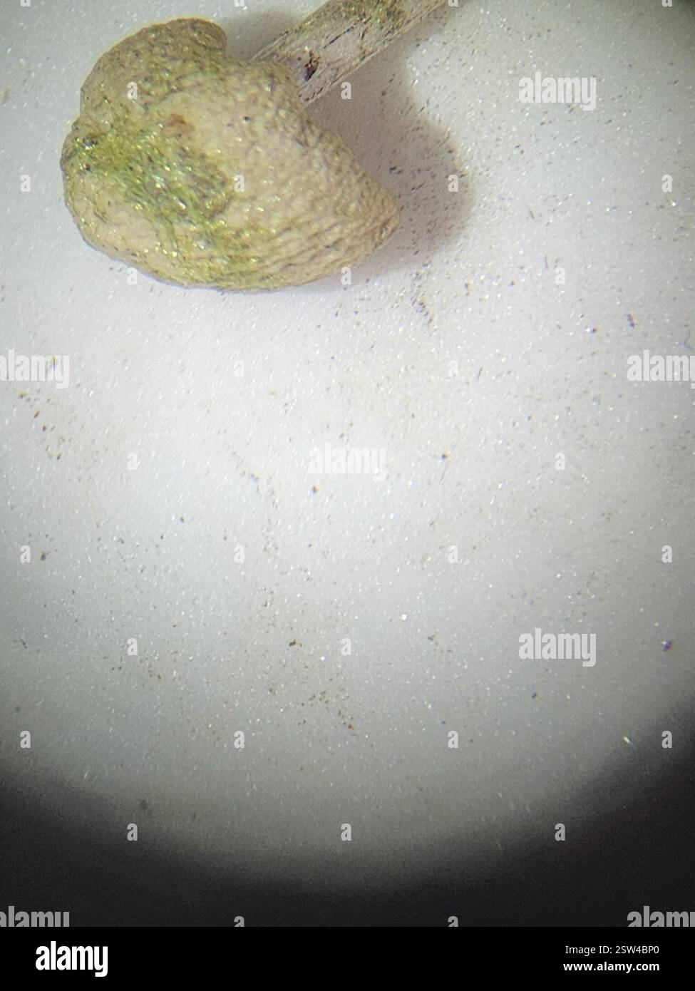 (Psathyrella aquatica), champignons, Pennsylvanie, États-Unis, poussant sous l'eau dans la rivière à une profondeur d'environ un tiers de mètre. L'emplacement était presque le même que pour l'observation des spores de la semaine précédente : (10,2) 10,3 - 11,5 (12,1) × (6,1) 6,3 - 6,65 (6,7) µm Q = (1,6) 1,64 - 1,8 ; N = 9 me = 11,1 × 6,5 µm ; QE = 1,7 11,53 6,39 10,62 6,46 11,33 6,68 11,09 6,51 10,21 6,14 10,33 6,43 11,54 6,27 10,83 6,55 12,13 6,65 Banque D'Images