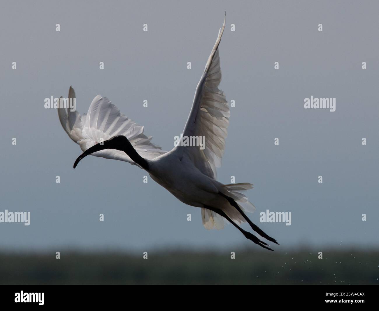 Cette image est intéressante et pertinente car elle capture l'élégance et la grâce de l'ibis en mouvement, mettant en valeur la beauté de la faune aviaire dans son n° Banque D'Images