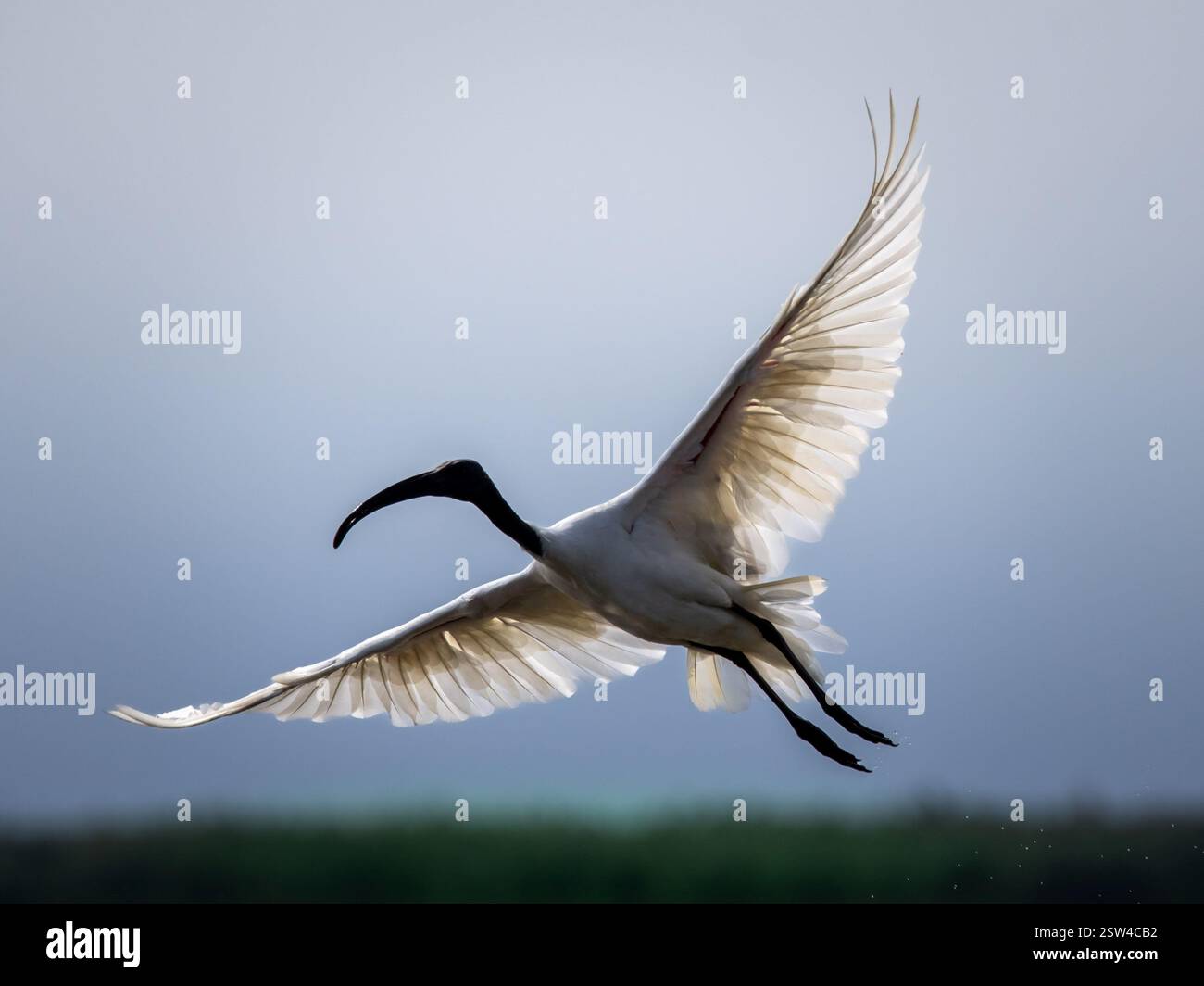 L'ibis possède un bec long et courbé et des pattes noires, visibles sous son corps. L'arrière-plan est légèrement flou, soulignant l'oiseau comme le f Banque D'Images