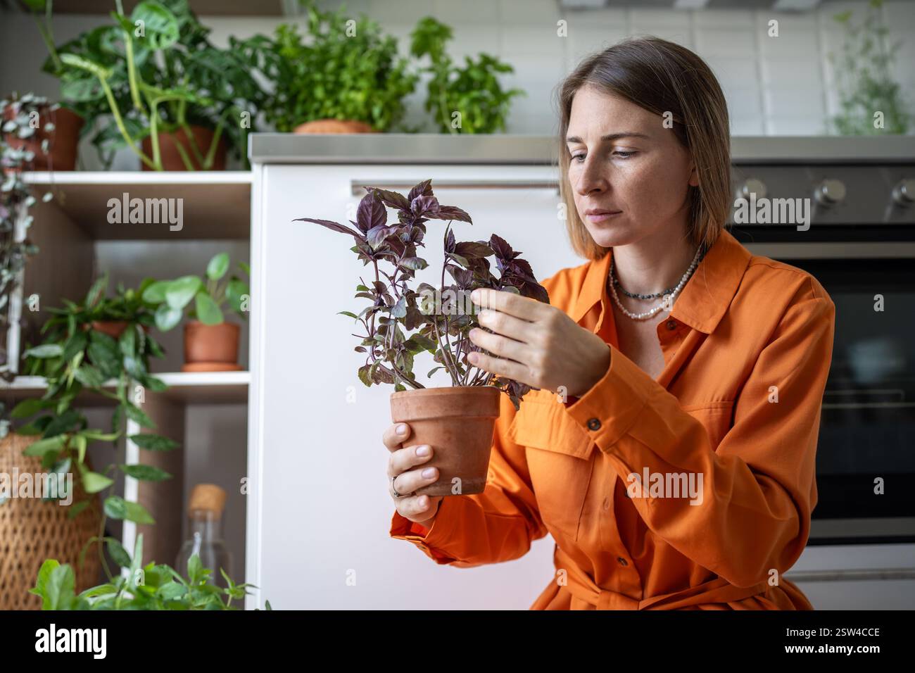 Femme attentive s'occupant de la plante de basilic pourpre enlevant les feuilles sèches cultivant les herbes à la maison. Amoureux de botanique. Banque D'Images