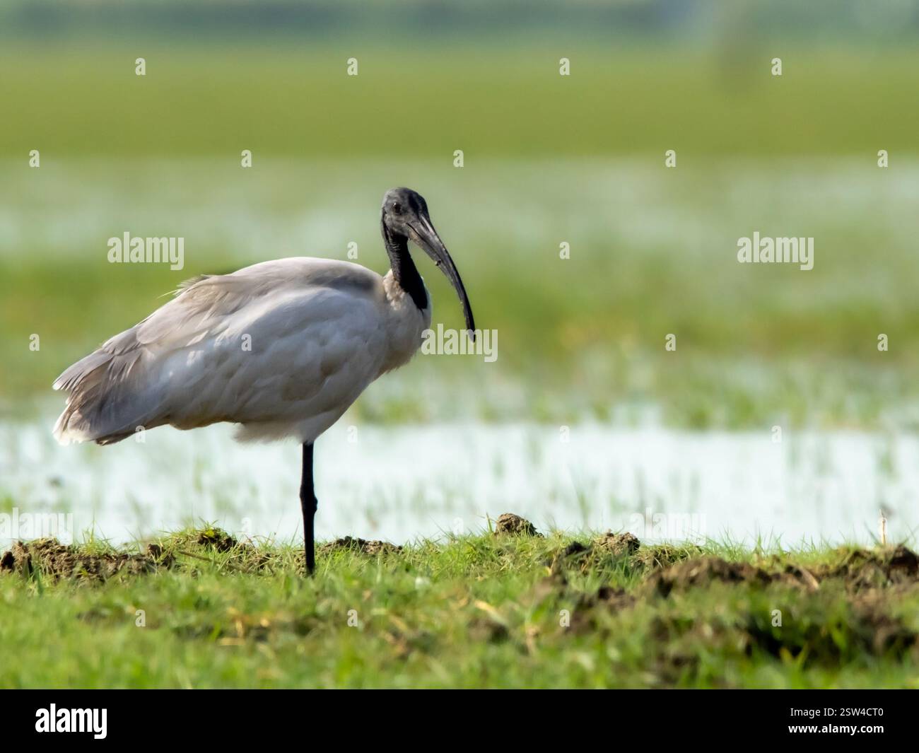 L'image montre un ibis solitaire debout dans un habitat de zone humide. L'oiseau a un long bec courbé et des plumes principalement blanches avec une zone plus sombre Banque D'Images