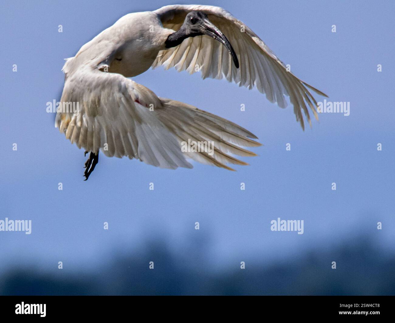 L'image montre un ibis blanc en plein vol contre un ciel bleu clair. Les ailes de l'oiseau sont entièrement étendues, mettant en valeur les détails complexes de son exploit Banque D'Images