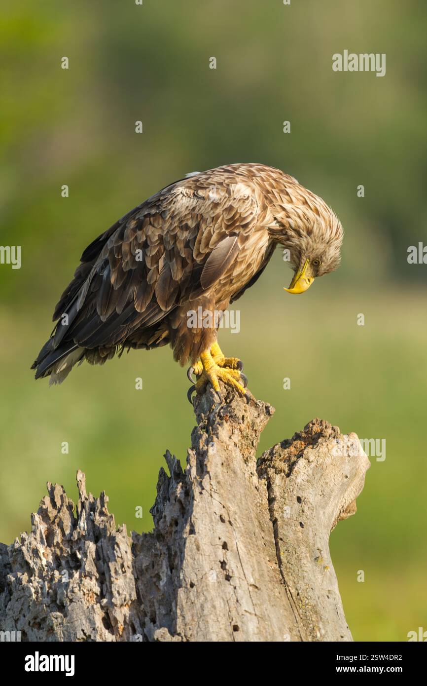 Aigle à queue blanche (Haliaeetus albicilla) mâle adulte perché sur une souche d'arbre en pourriture, vue de côté avec la tête abaissée et regardant vers le bas Banque D'Images