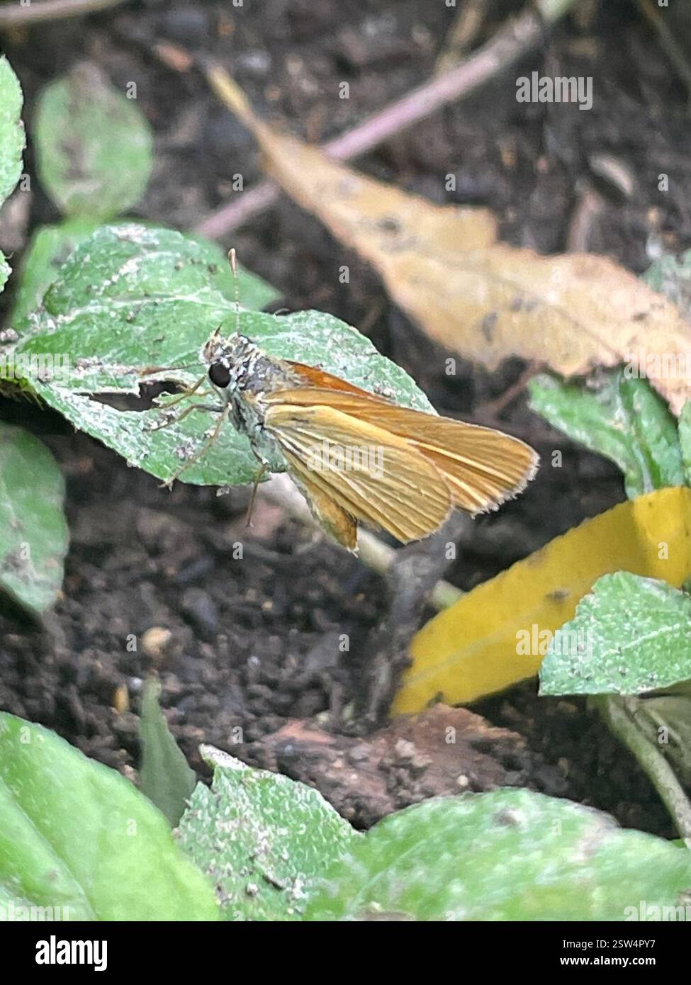 Orange Skipperling (Oarisma aurantiaca), Insecta, Babcock Rd, San Antonio, TX ÉTATS-UNIS Banque D'Images