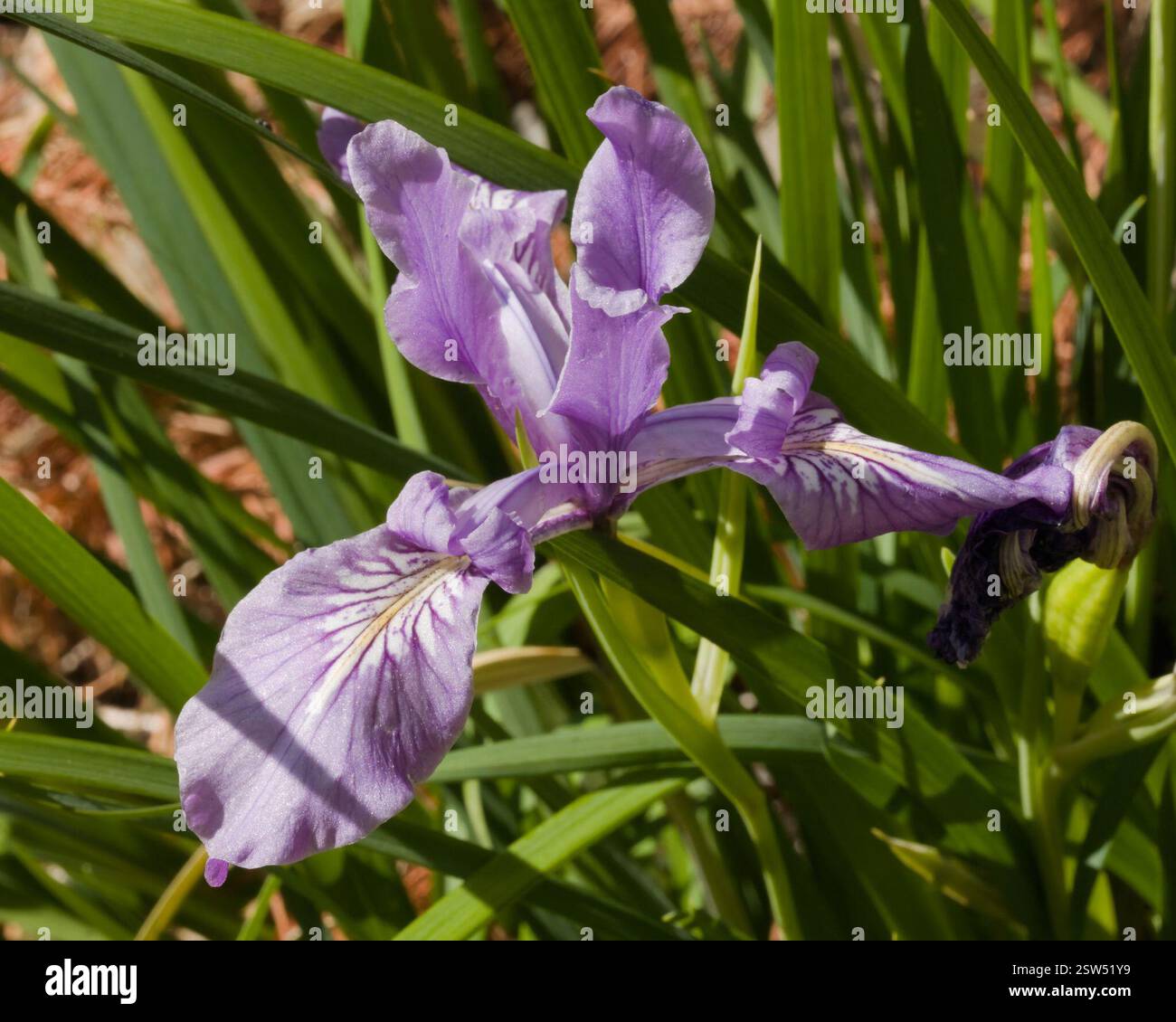 Iris de l'Oregon (Iris tenax), Plantae, Comté de Benton, OREGON, États-Unis Banque D'Images