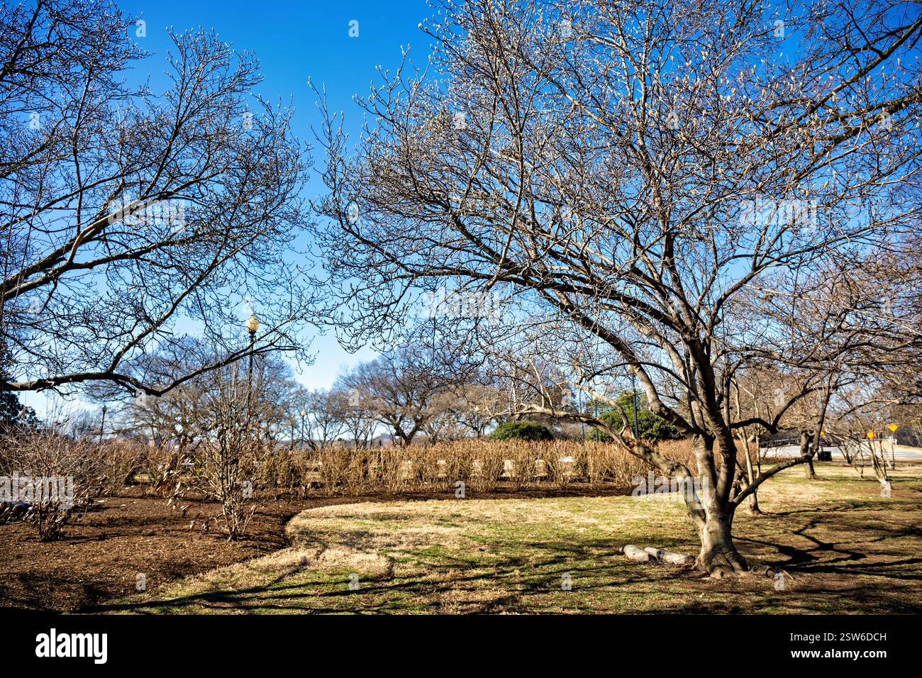 WASHINGTON DC, États-Unis — les magnolia à soucoupe (Magnolia × soulangeana) exposent leurs premiers bourgeons au mémorial George Mason dans le parc West Potomac. Les magnolias naissants signalent l'approche du printemps dans la capitale nationale. Le mémorial honore George Mason, un homme d'État de Virginie et l'un des rédacteurs de la Constitution américaine qui a défendu les droits individuels. Banque D'Images