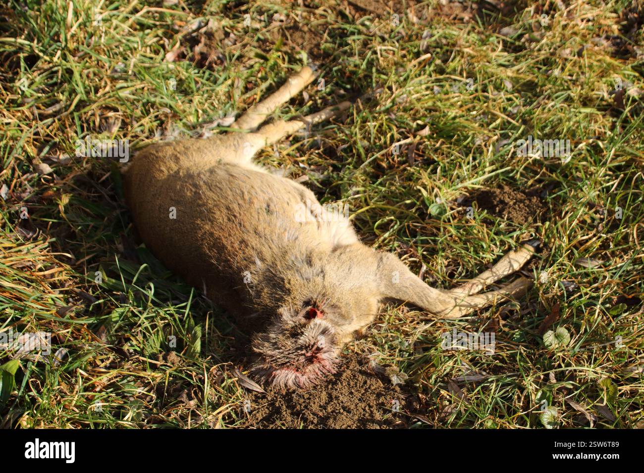 Un cerf mort sans tête repose dans un pré Banque D'Images