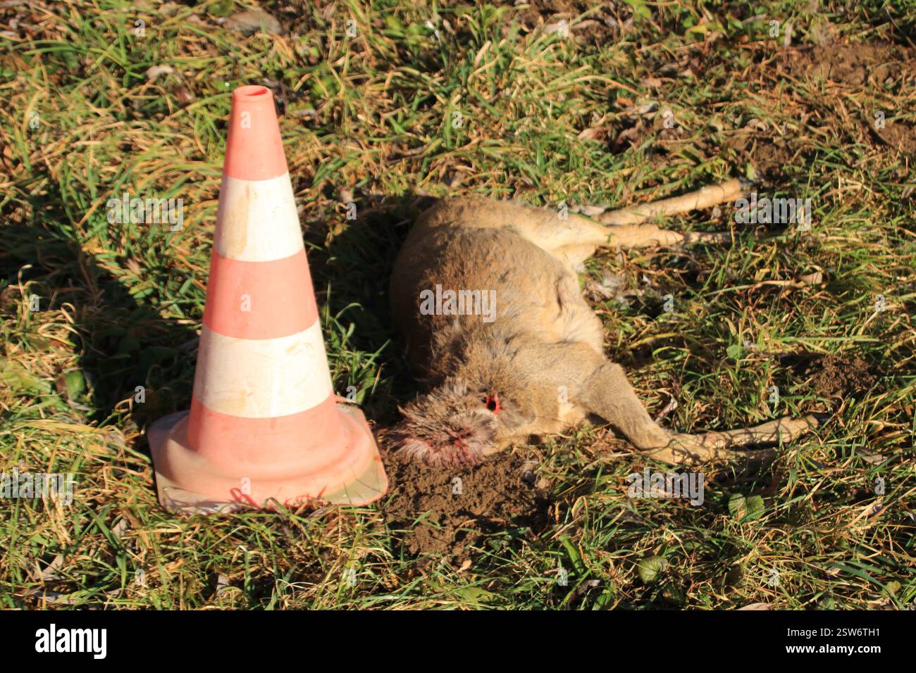 Un cerf mort sans tête repose dans un pré Banque D'Images