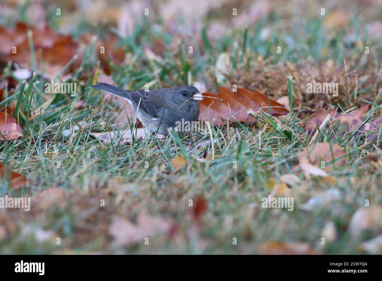 Un junco aux yeux sombres sur le sol avec un brin d'herbe dans son bec Banque D'Images