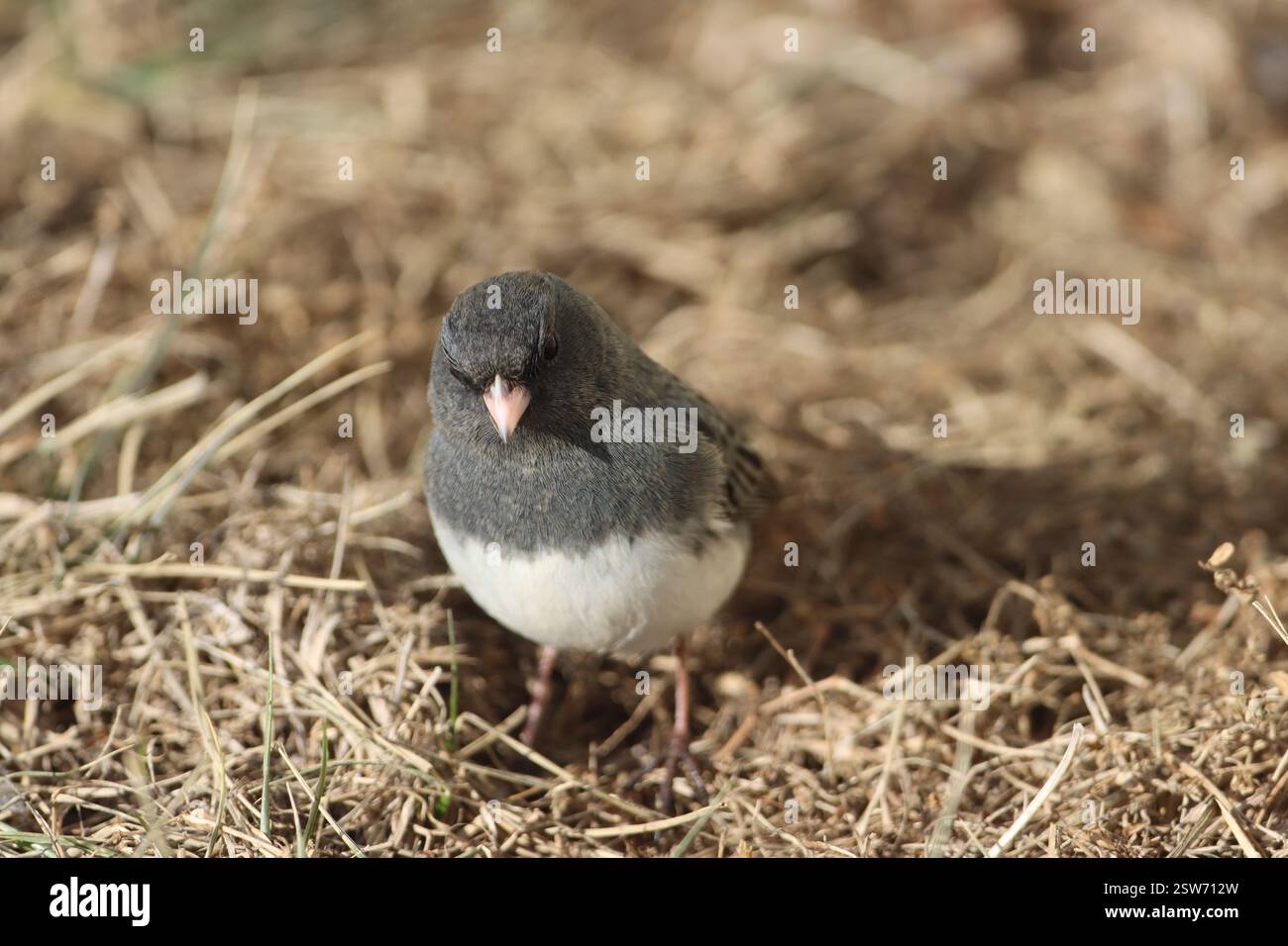 Un junco aux yeux sombres sur le sol en hiver Banque D'Images