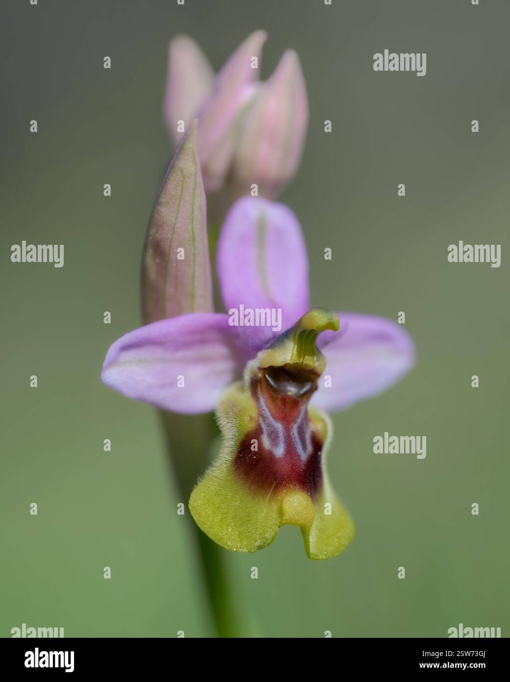 Superbe photo macro d'une orchidée Ophrys tenthredinifera, mettant en valeur ses détails complexes et ses couleurs vives sur un arrière-plan doux. Banque D'Images
