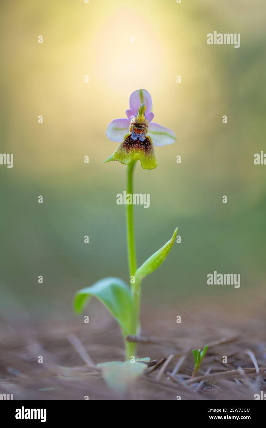 Superbe photo macro d'une orchidée Ophrys tenthredinifera, mettant en valeur ses détails complexes et ses couleurs vives sur un arrière-plan doux. Banque D'Images