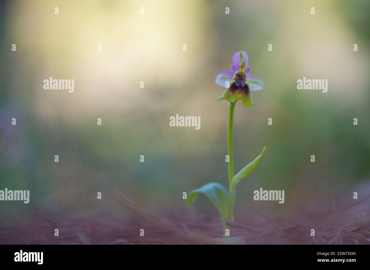 Superbe photo macro d'une orchidée Ophrys tenthredinifera, mettant en valeur ses détails complexes et ses couleurs vives sur un arrière-plan doux. Banque D'Images