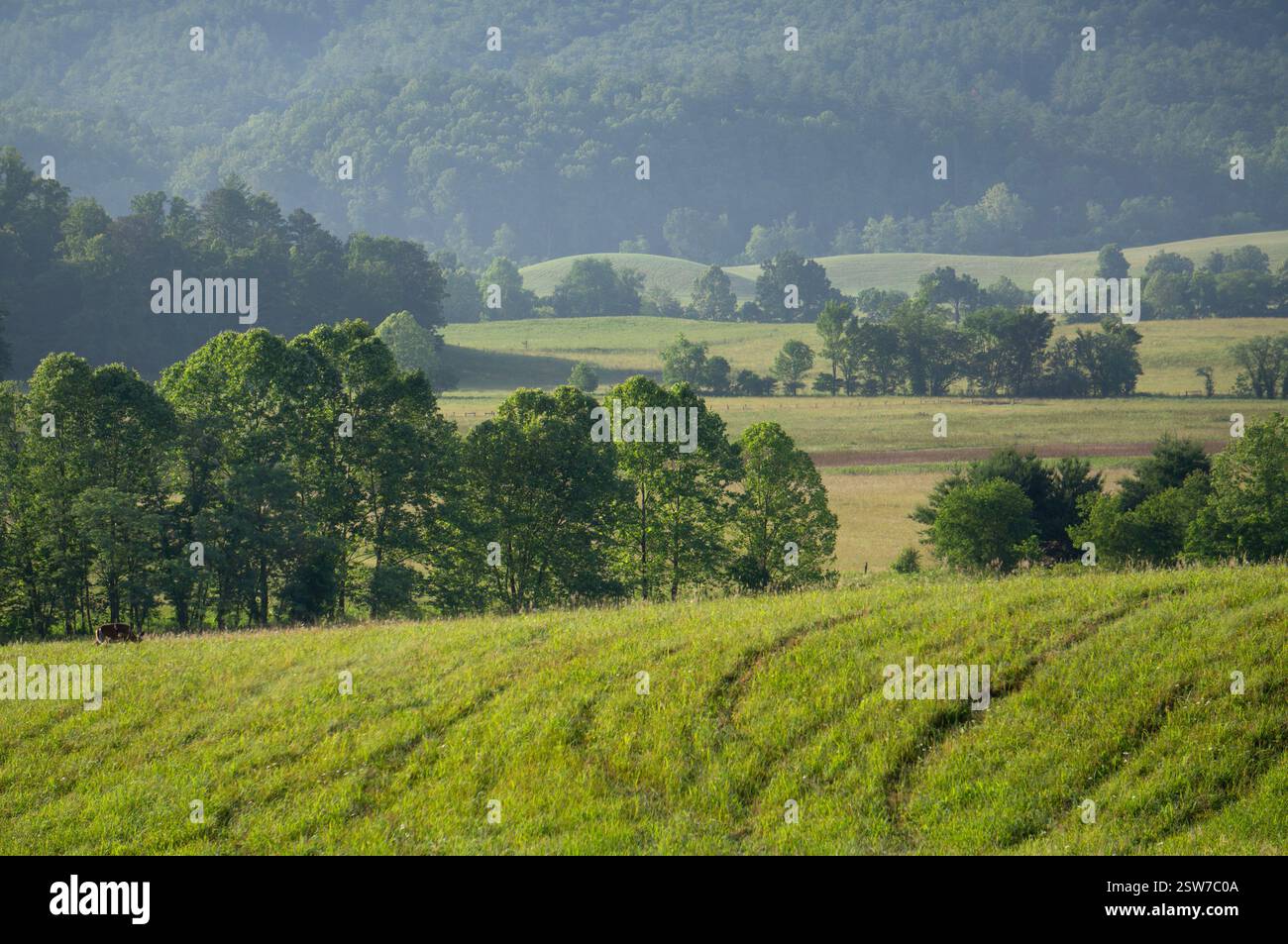 Collines ondulantes dans le vert printanier dans la vallée de Cades Cove du parc national des Great Smoky Mountains, Tennessee Banque D'Images