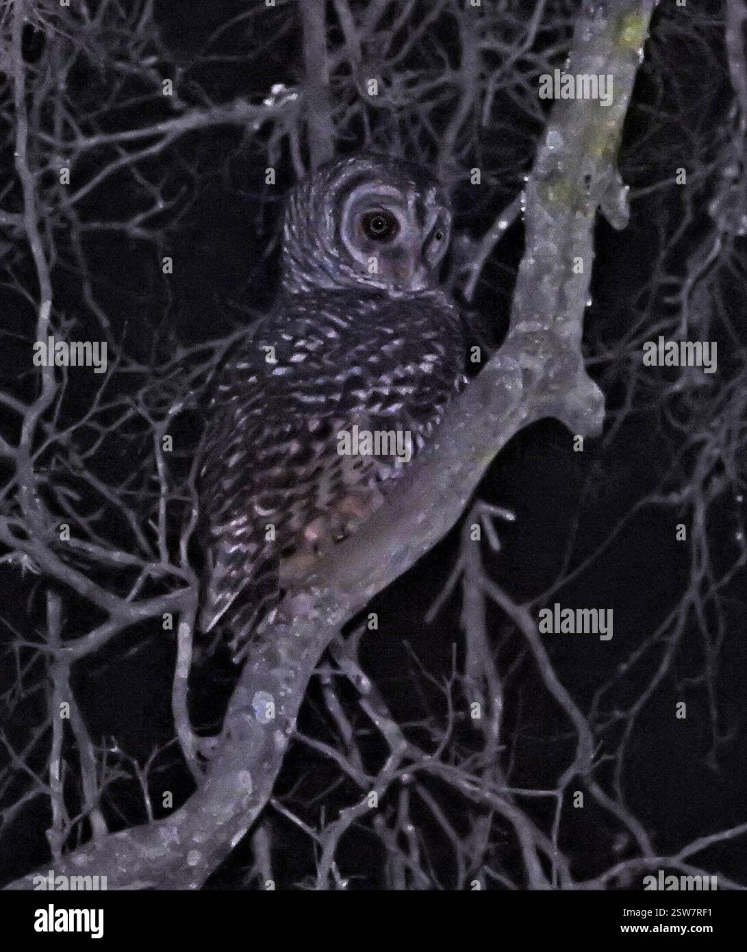 Chaco Owl (Strix chacoensis), Aves, Chaco, Ar Banque D'Images
