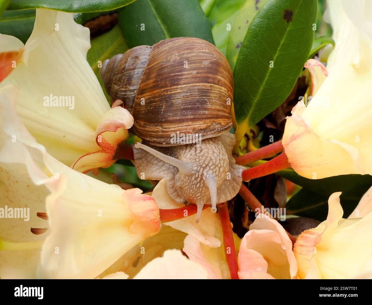 Gros plan escargot de Bourgogne (Helix pomatia) sur des fleurs de rhododendron vues de face Banque D'Images