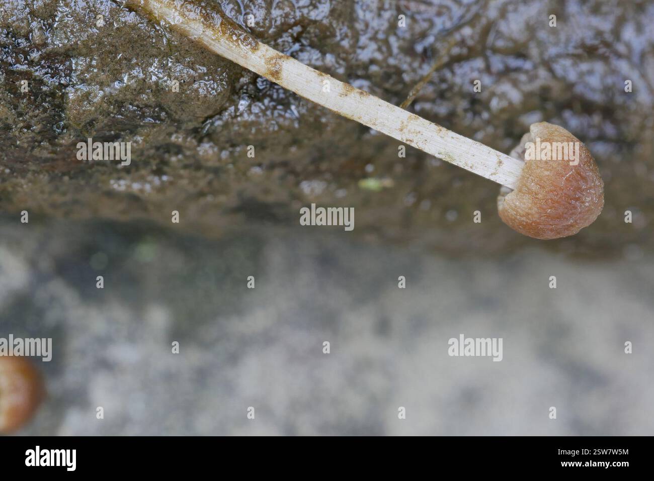 (Psathyrella aquatica), champignons, Pennsylvanie, États-Unis, poussant sous l'eau dans la rivière à une profondeur d'environ un tiers de mètre. L'emplacement était presque le même que pour l'observation des spores de la semaine précédente : (10,2) 10,3 - 11,5 (12,1) × (6,1) 6,3 - 6,65 (6,7) µm Q = (1,6) 1,64 - 1,8 ; N = 9 me = 11,1 × 6,5 µm ; QE = 1,7 11,53 6,39 10,62 6,46 11,33 6,68 11,09 6,51 10,21 6,14 10,33 6,43 11,54 6,27 10,83 6,55 12,13 6,65 Banque D'Images