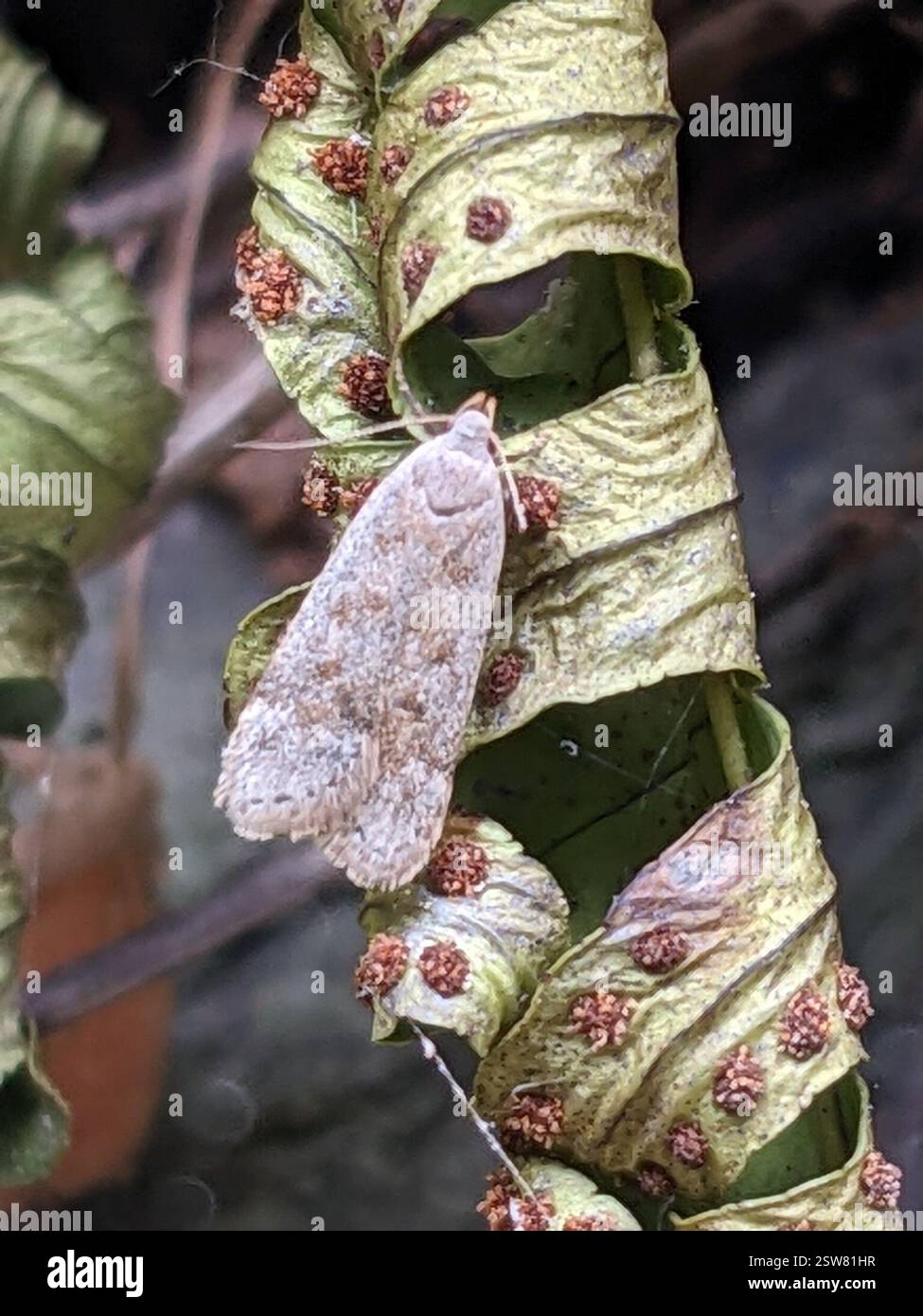 (Anacampsis rhoifructella), Insecta, Layton, NJ 07851, EE. UU. Banque D'Images