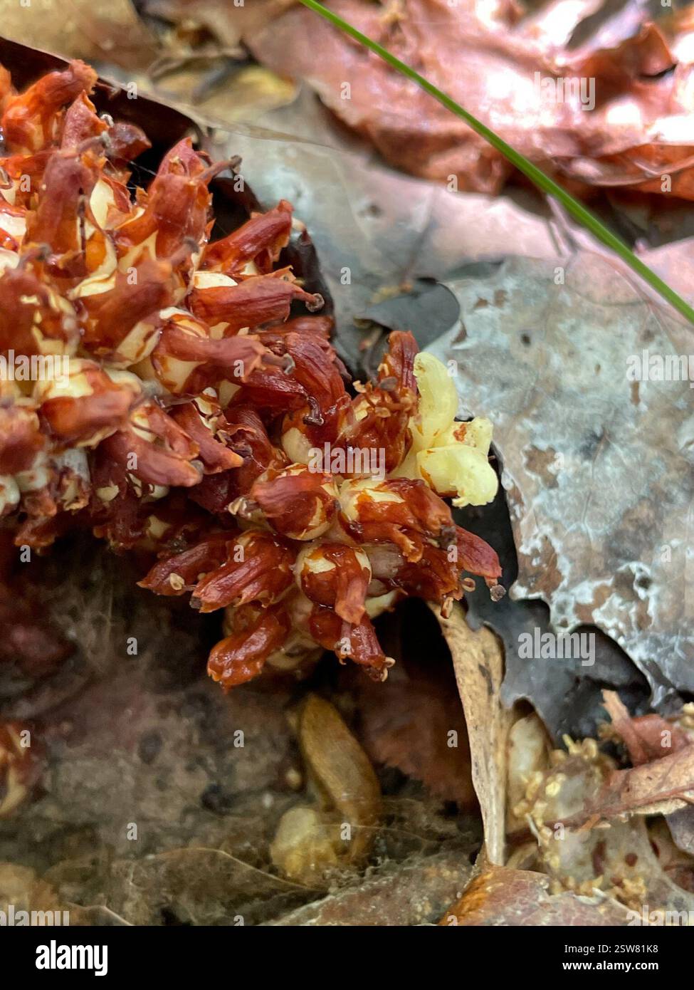 Racine cancéreuse américaine (Conopholis americana), Plantae, Bruce Trail, South Bruce Peninsula, ON, ENV Banque D'Images
