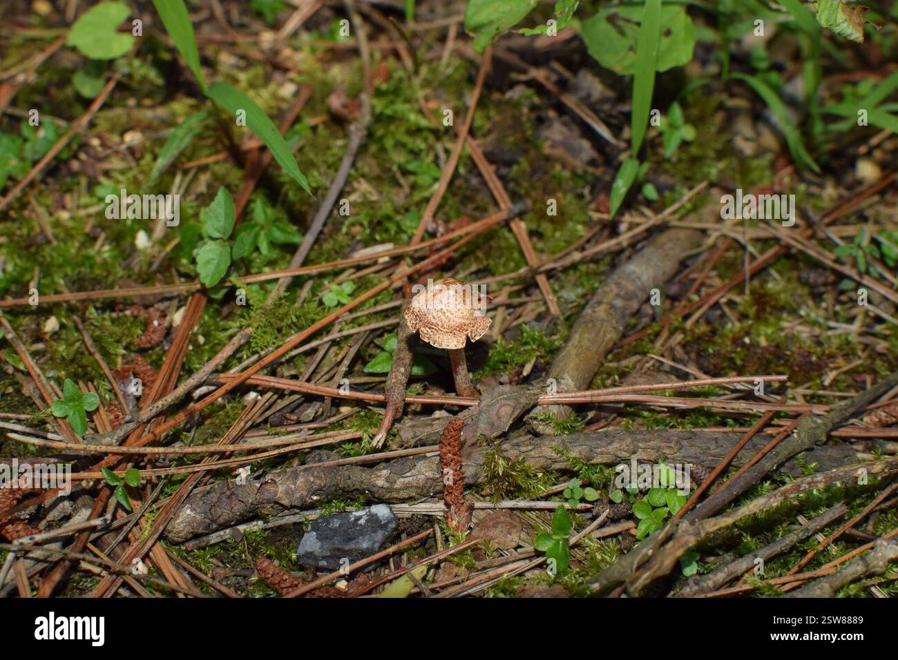 Châtaignier Dapperling (Lepiota castanea), champignons, 中国浙江省杭州市临安区 Banque D'Images