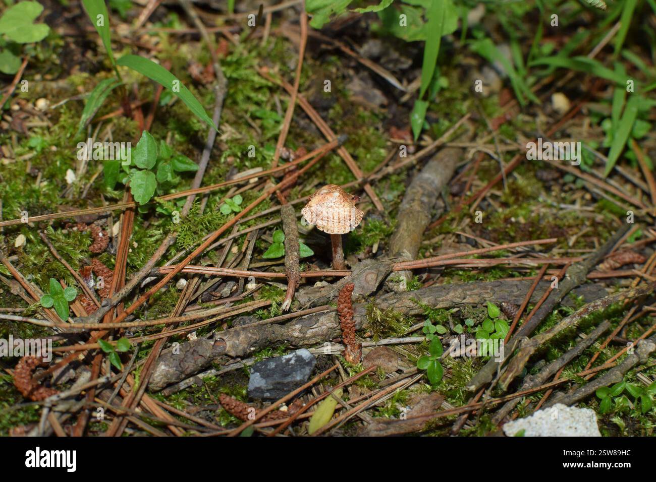Châtaignier Dapperling (Lepiota castanea), champignons, 中国浙江省杭州市临安区 Banque D'Images