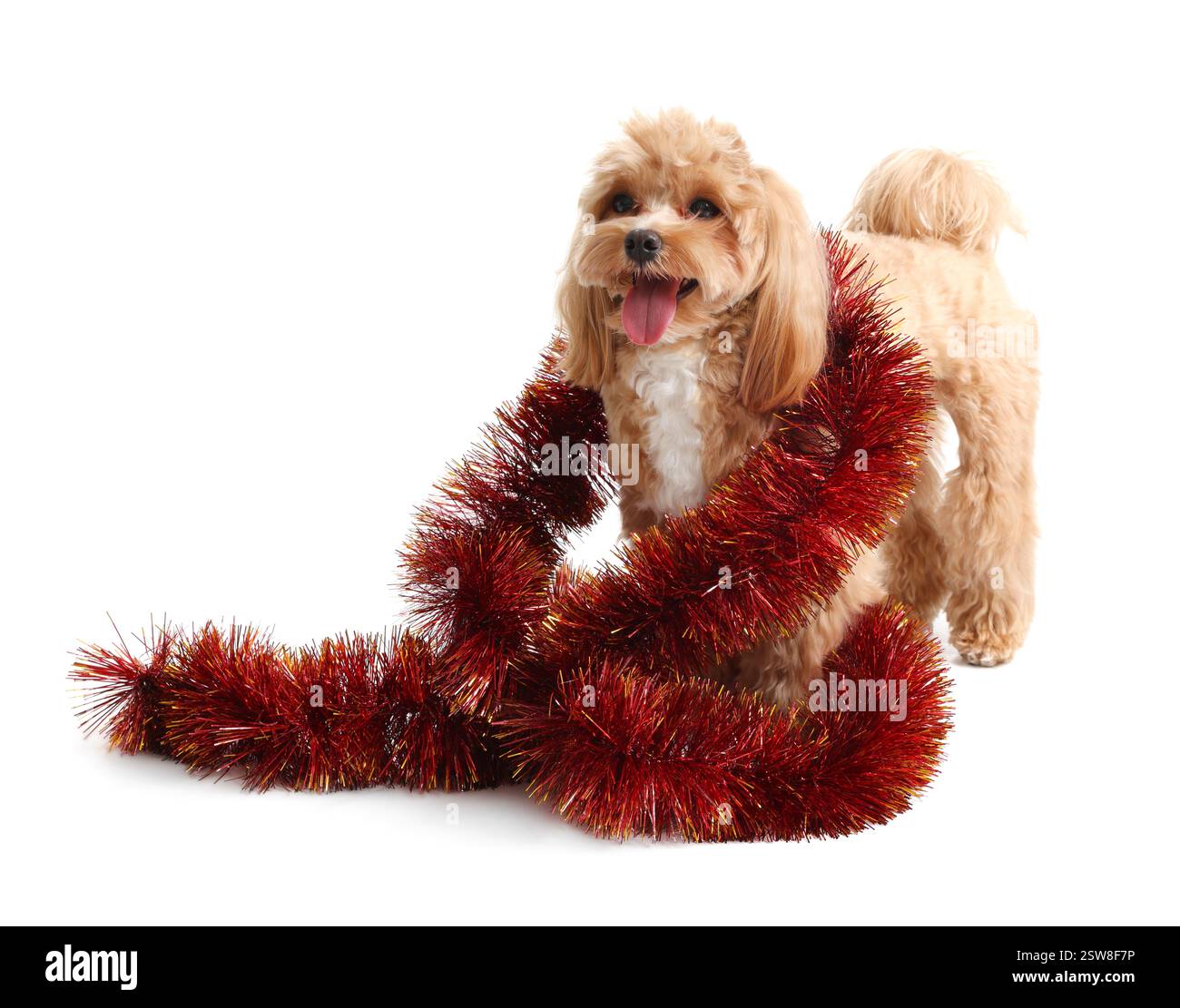 Chien mignon avec guirlandes rouges sur fond blanc Banque D'Images